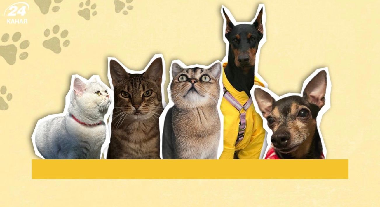 Домашні тварини журналістів 24 Каналу Домашні тварини журналістів 24 Каналу
