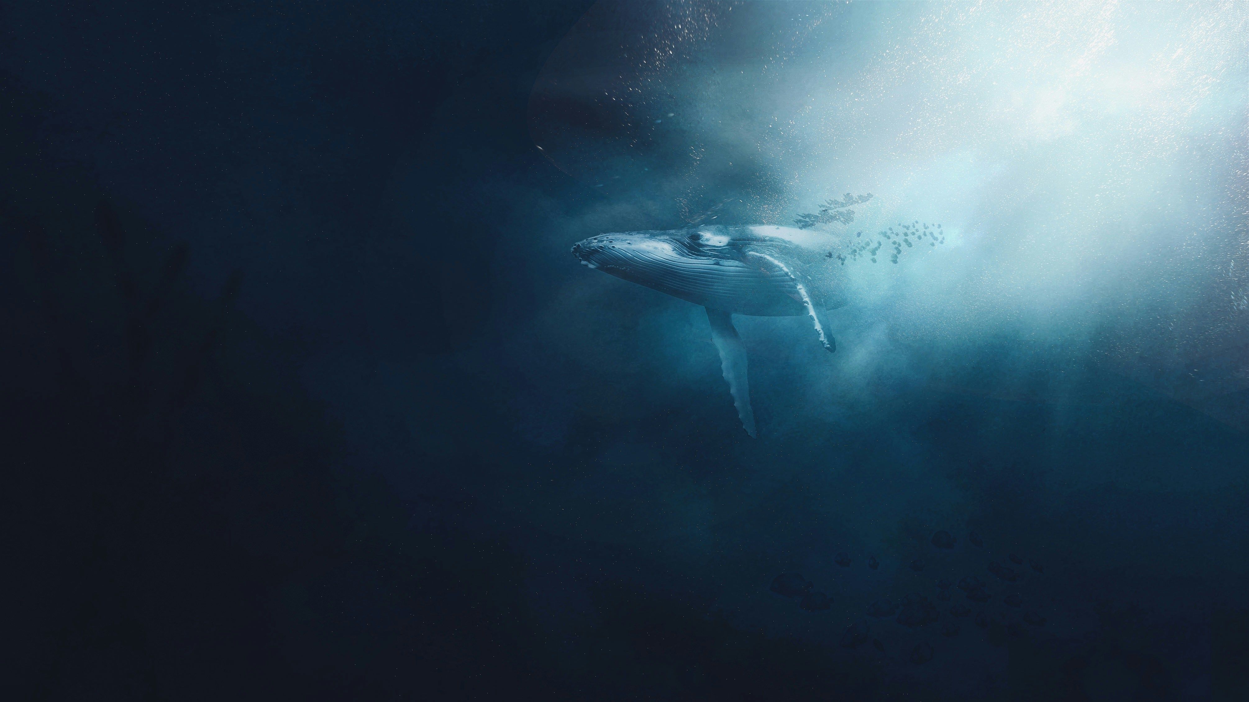 Науковці 20 хвилин розмовляли з китом в океані