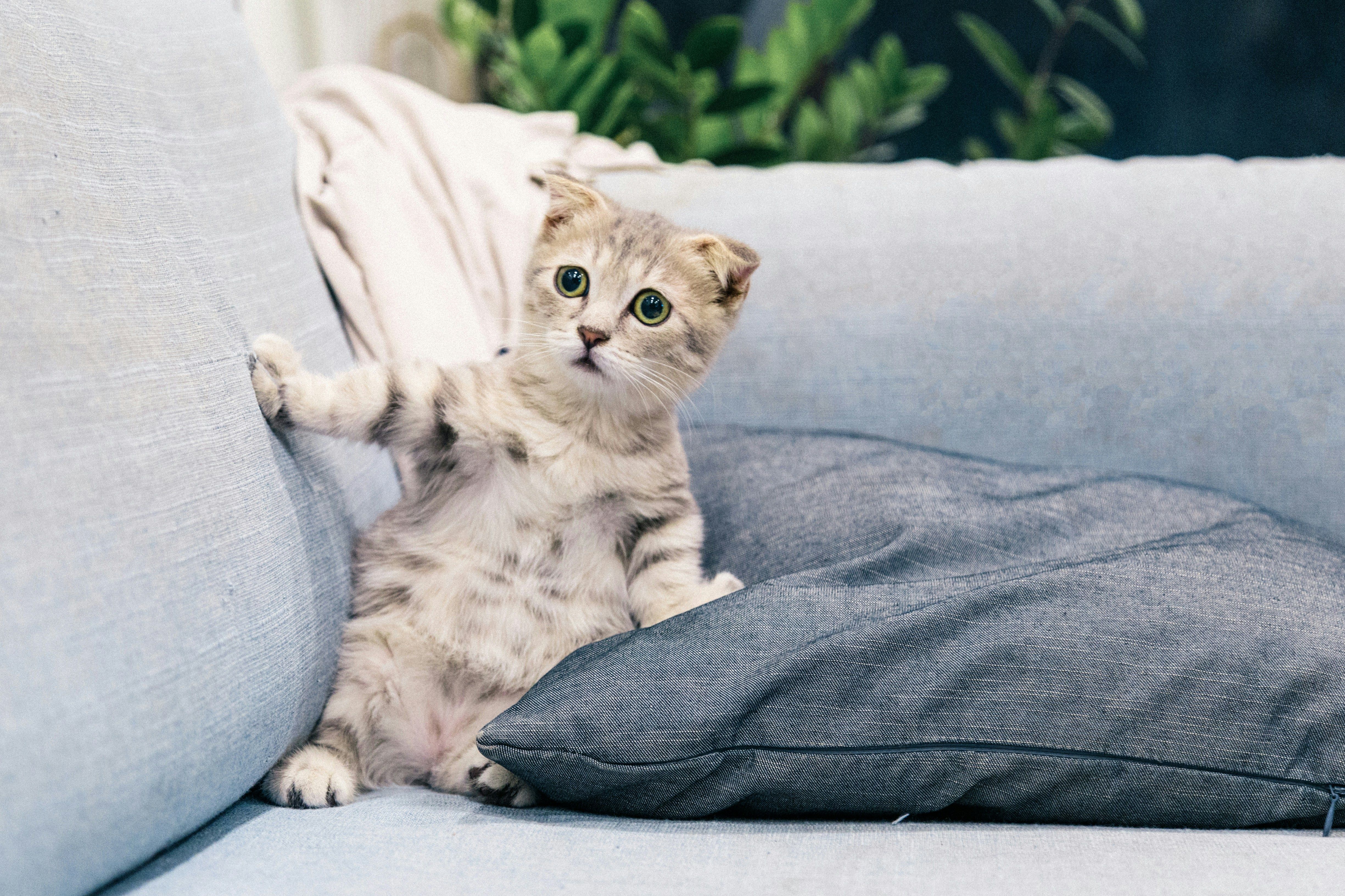 Чи можуть коти ревнувати Чи можуть коти ревнувати