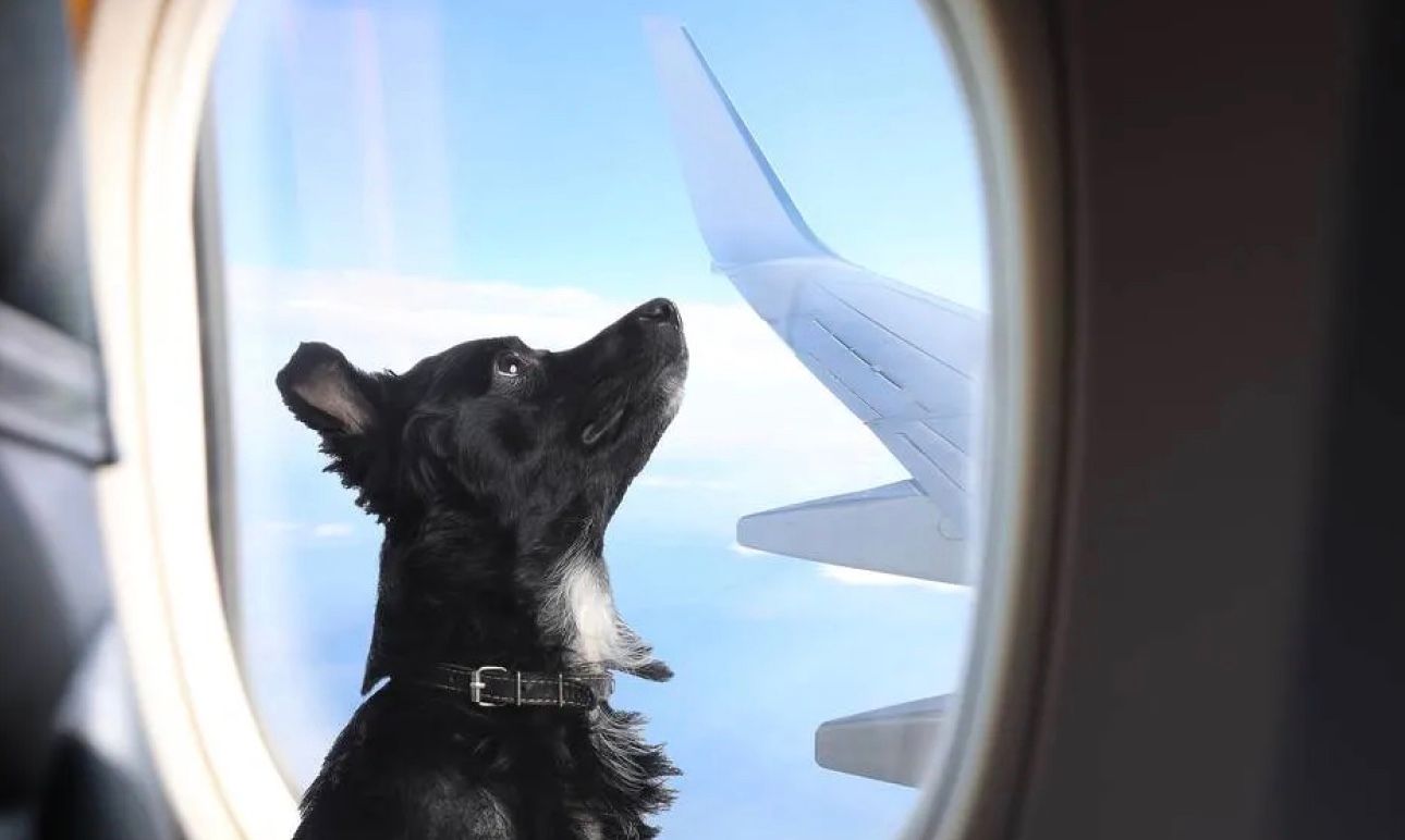 У США з'явилася авіакомпанія для собак