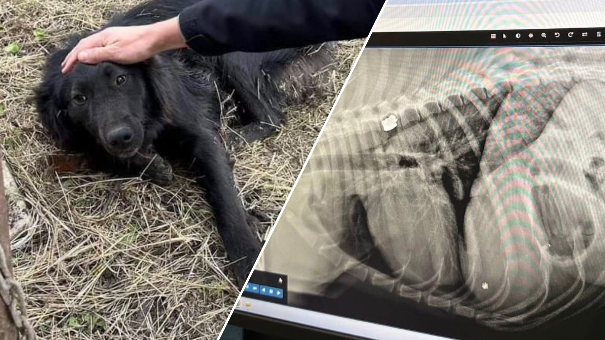 Під час ракетної атаки на Одещину був поранений собака Під час ракетної атаки на Одещину був поранений собака