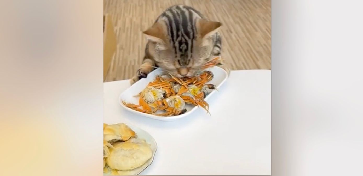 Самый прожорливый кот в мире Самый прожорливый кот в мире