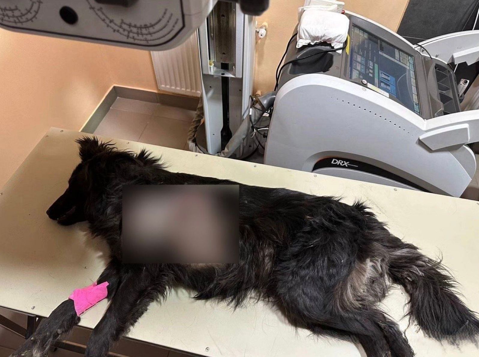 Собака, який був поранений внаслідок ракетної атаки на Одещину 21 квітня