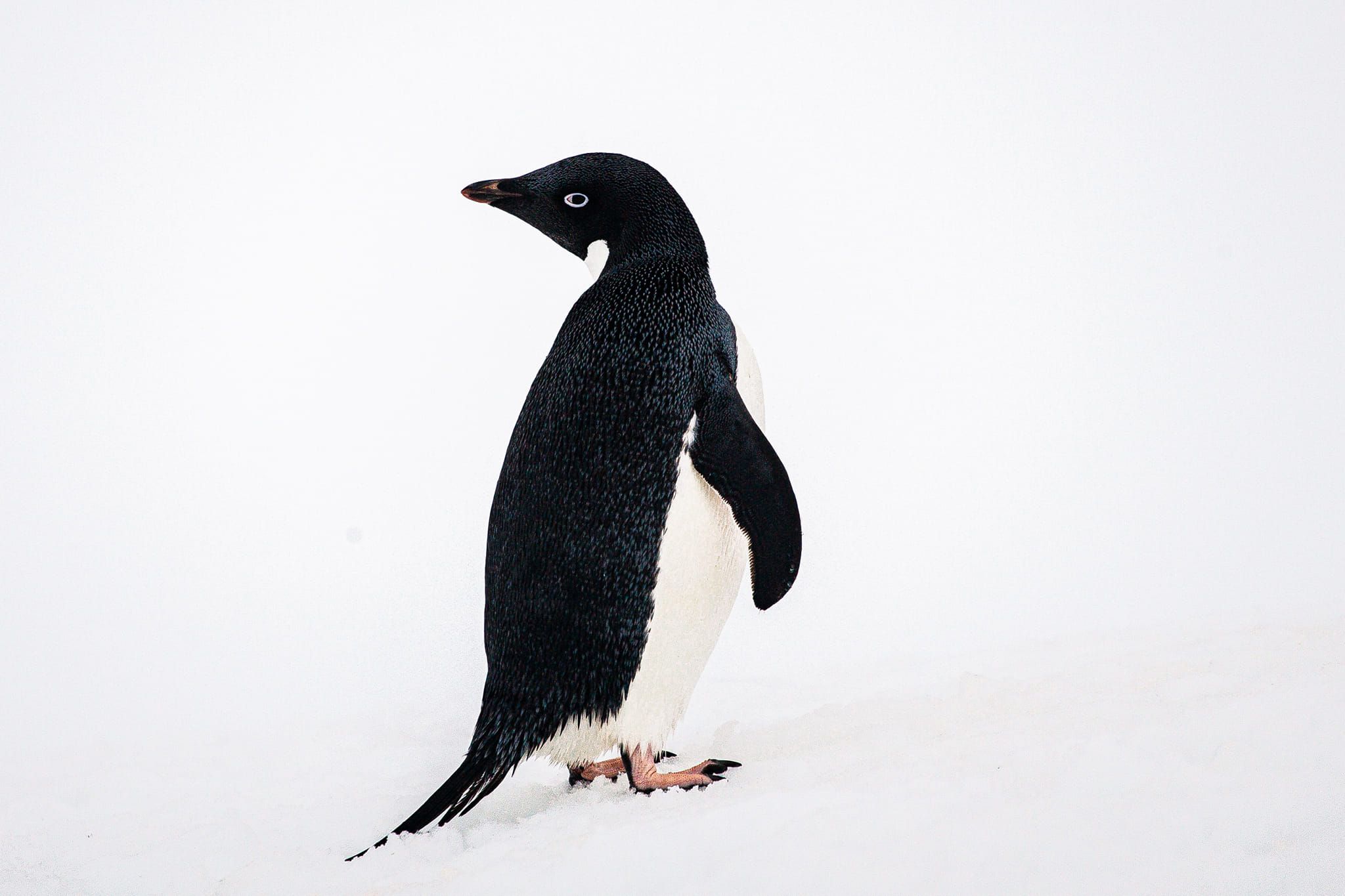 25 квітня - Всесвітній день пінгвінів 