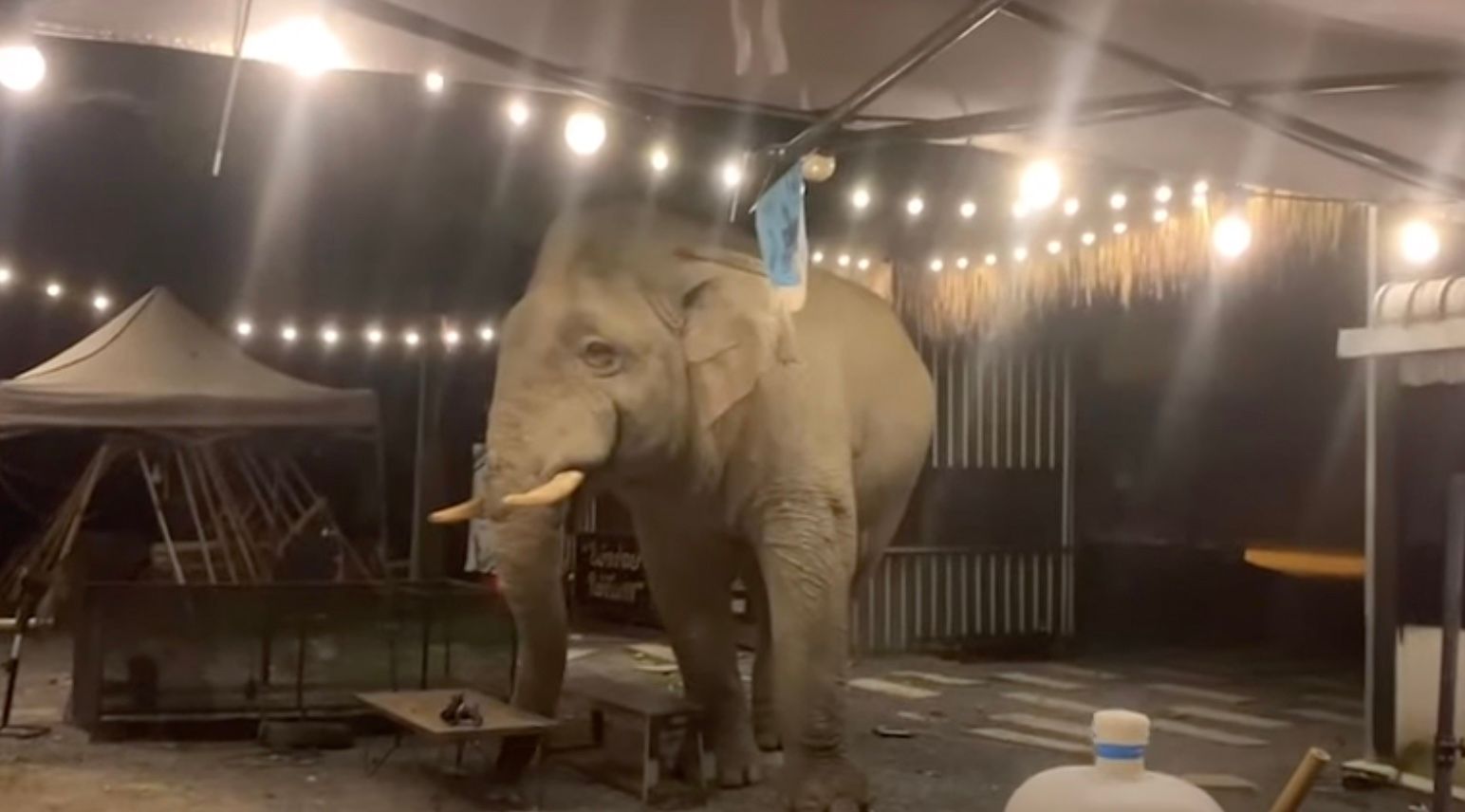 Голодный слон решил поужинать в ближайшем кафе