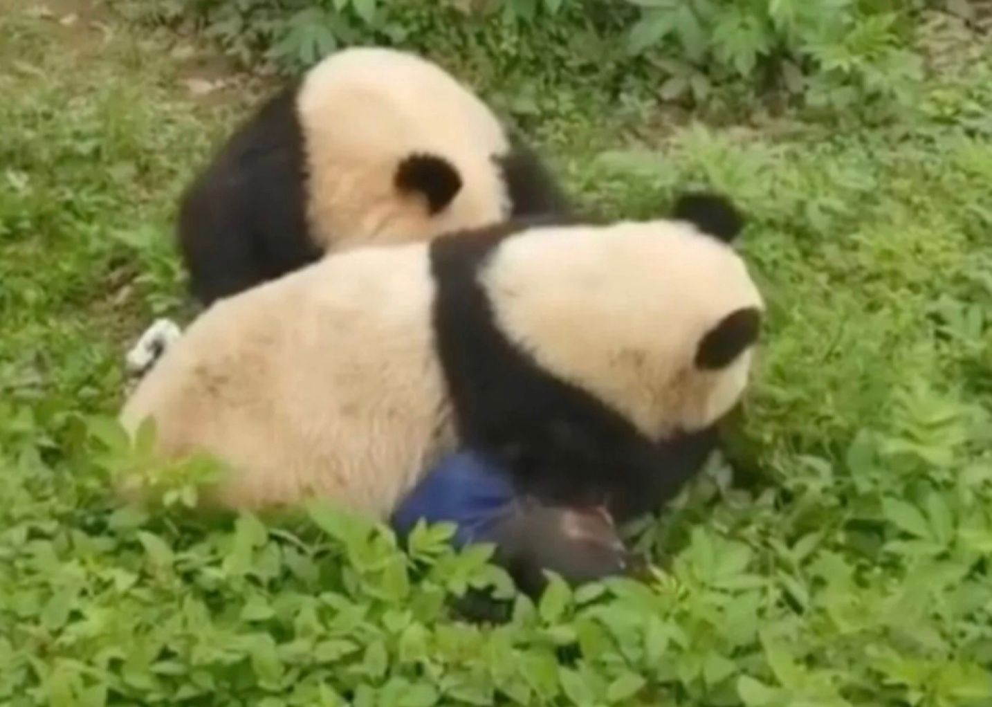 Злобные панды напали на смотрительницу зоопарка
