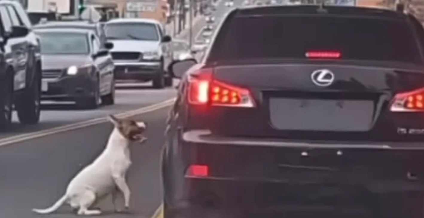 Собака біг за машиною після того, як його викинули  Собака біг за машиною після того, як його викинули