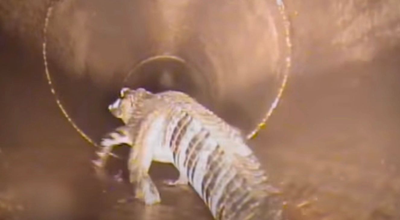 Аллигатор в канализации Аллигатор в канализации