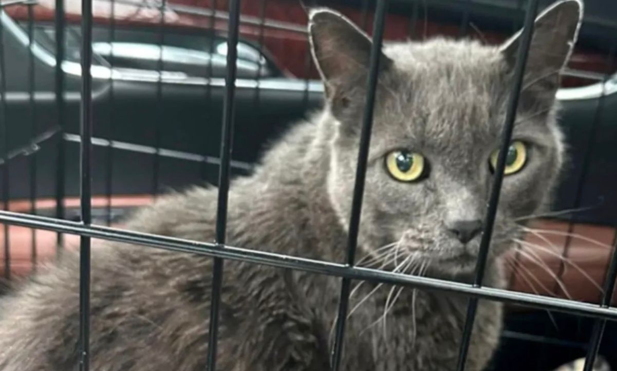 Кота Сэма нашли через 5 лет почти в 2 000 километрах от дома Кота Сэма нашли через 5 лет почти в 2 000 километрах от дома