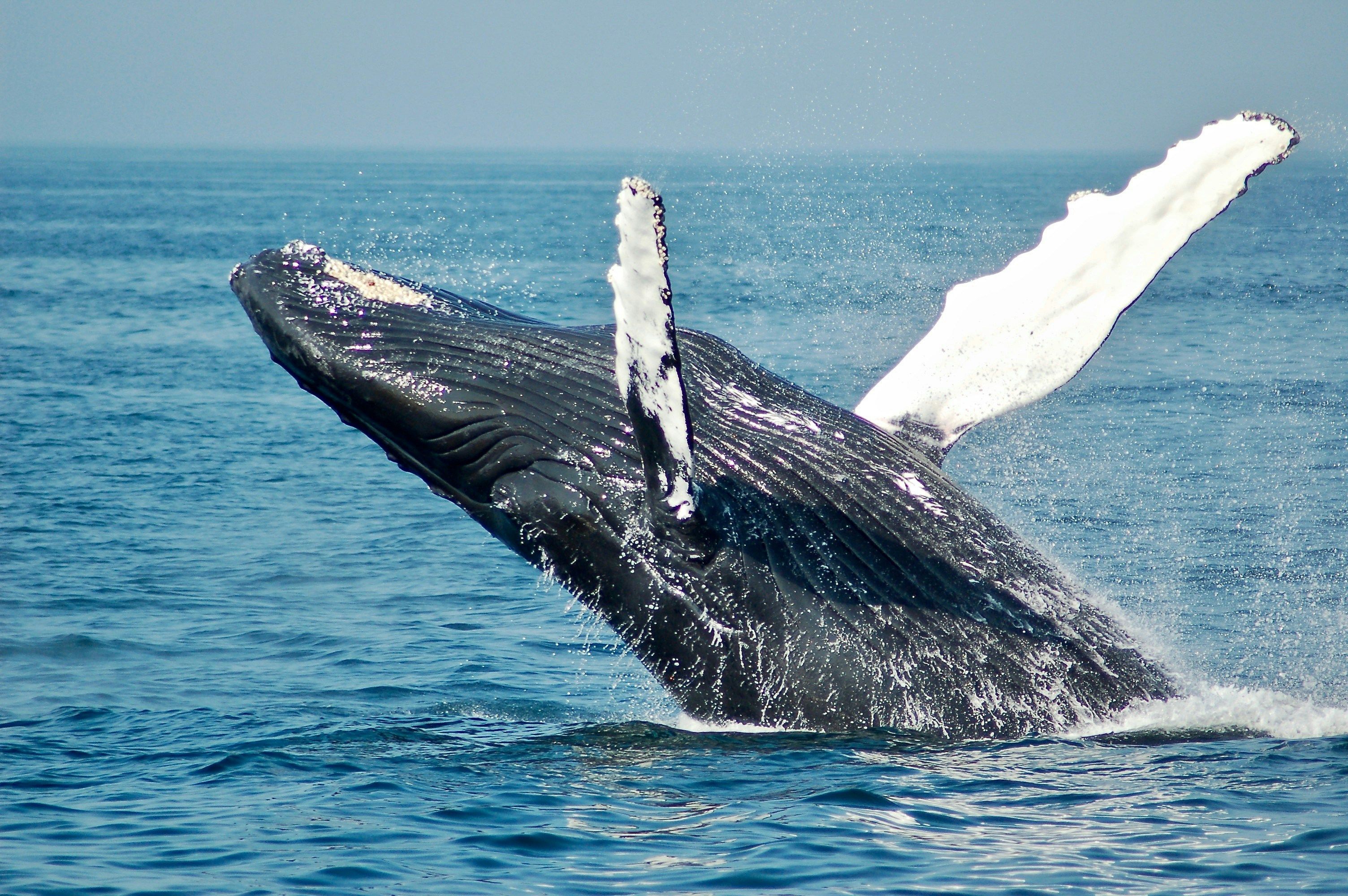 Украинские полярники показали прыжки горбатого кита