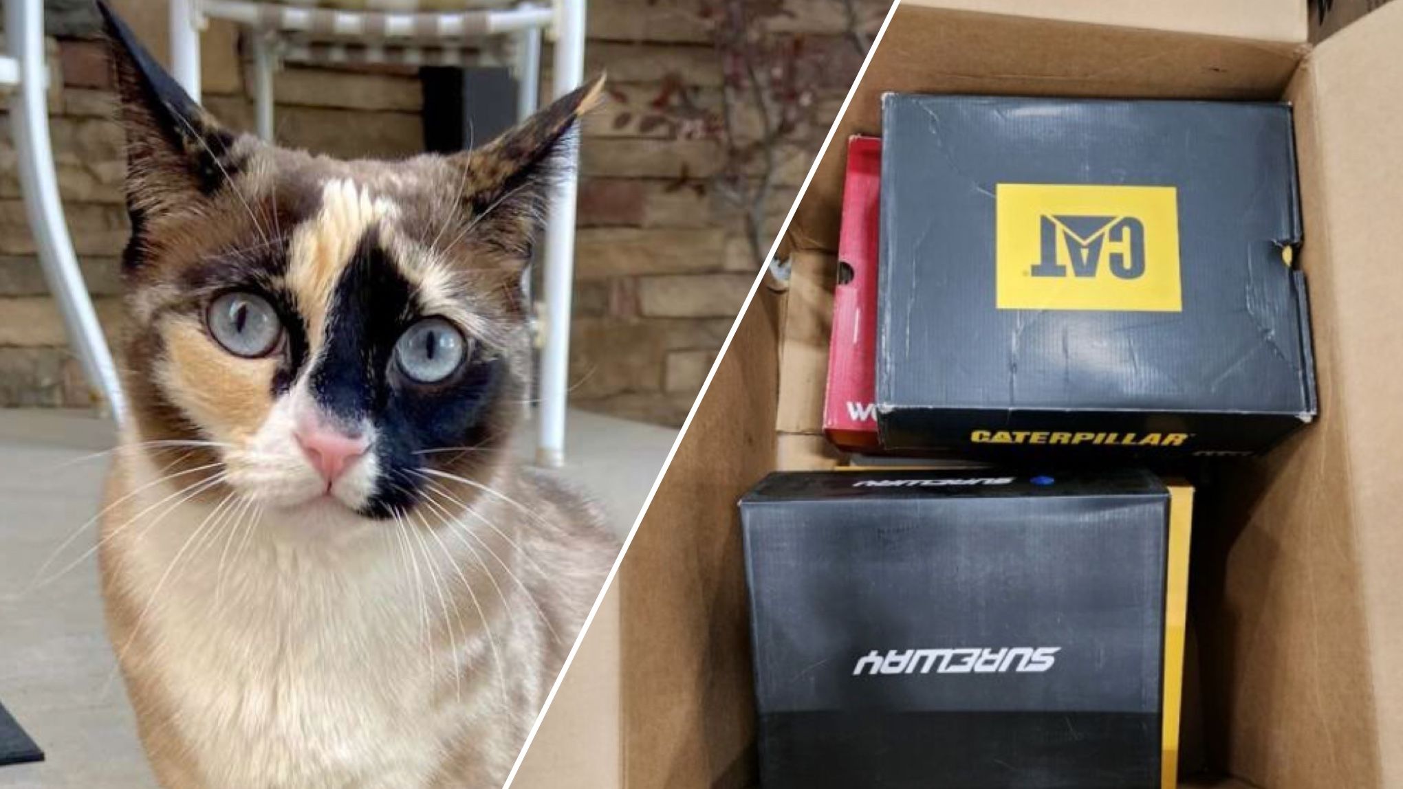 В США случайно отправили кошку в посылке Amazon