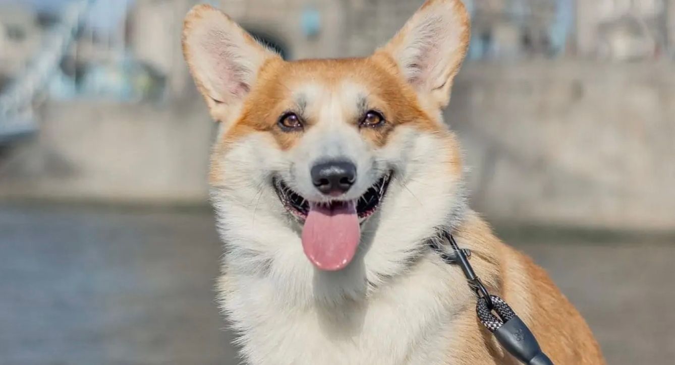 Коргі українки зображений біля статуї королеви Єлизавети II в Окемі Коргі українки зображений біля статуї королеви Єлизавети II в Окемі