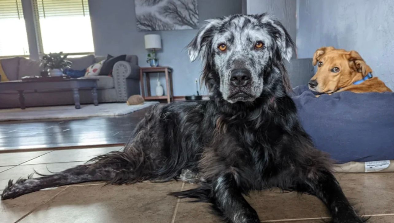 Чорний пес став абсолютно білим за 2 роки Чорний пес став абсолютно білим за 2 роки