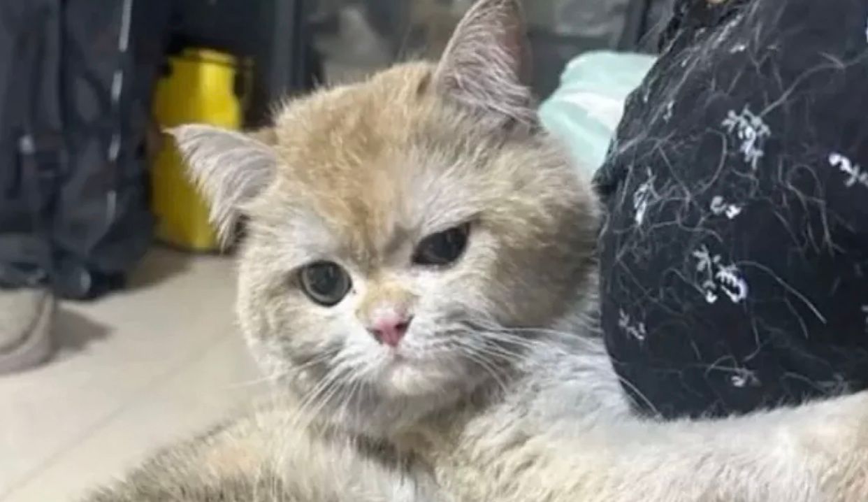 Кот, который случайно включил индукционную плиту на кухне Кот, который случайно включил индукционную плиту на кухне