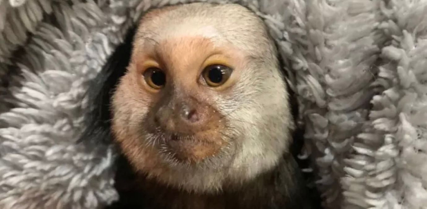 Мавпа Марсель Мавпа Марсель