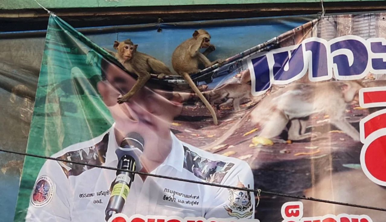 Стая разъяренных обезьян разгромила город Стая разъяренных обезьян разгромила город