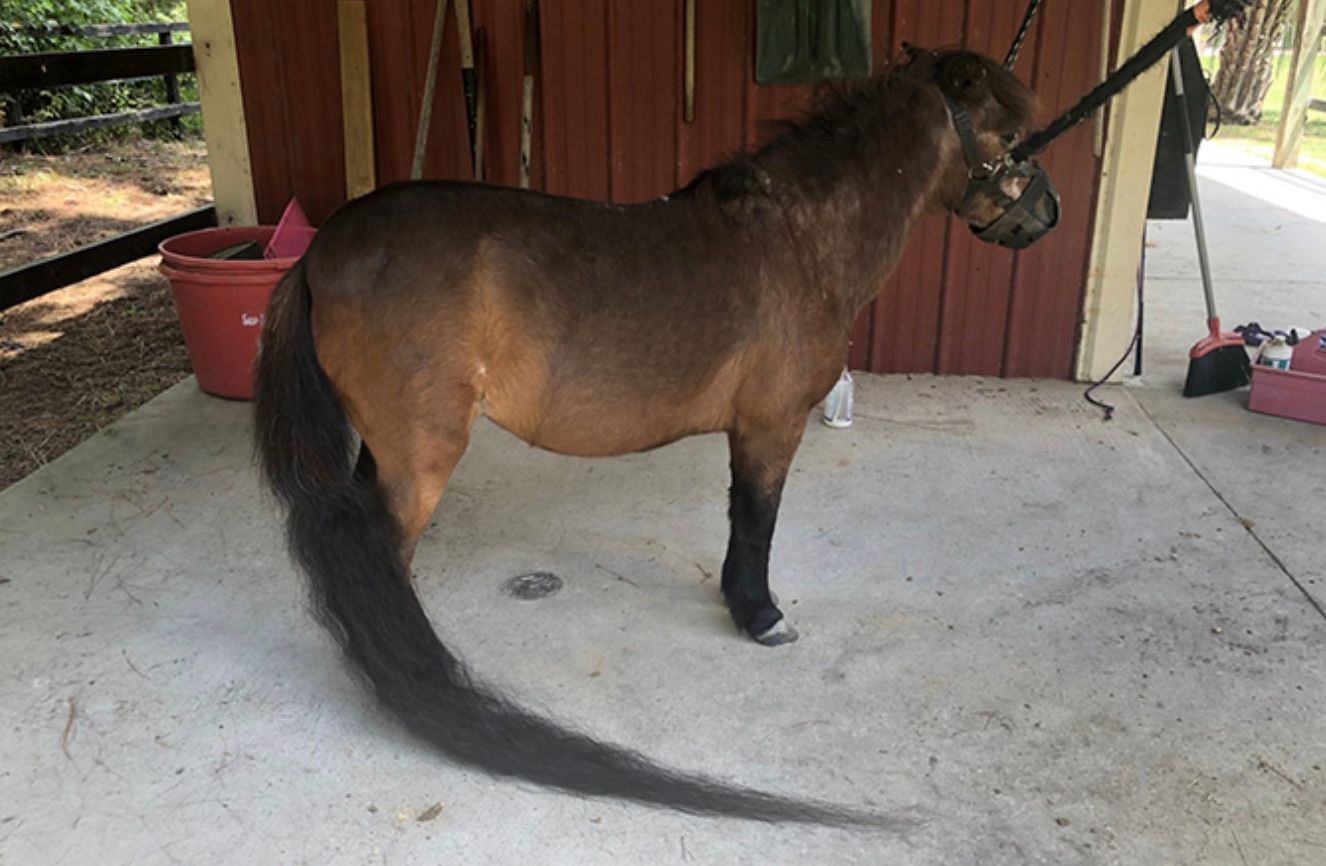 У конячки Світі хвіст завдовжки 181 сантиметр У конячки Світі хвіст завдовжки 181 сантиметр