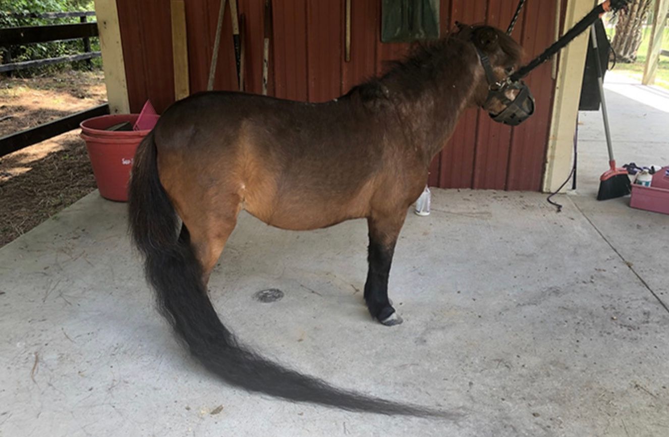 У лошадки Свити хвост длиной 181 сантиметр У лошадки Свити хвост длиной 181 сантиметр