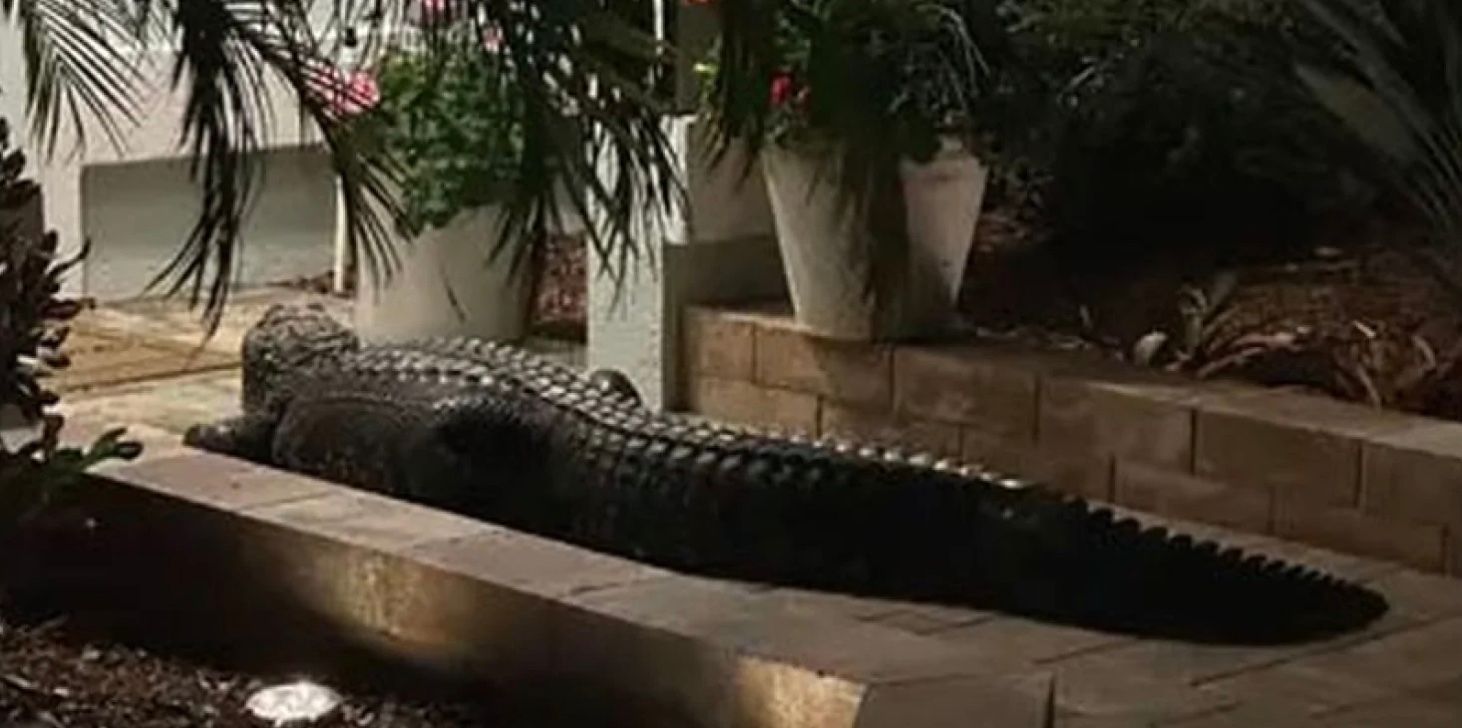 К женщине в гости наведался аллигатор К женщине в гости наведался аллигатор