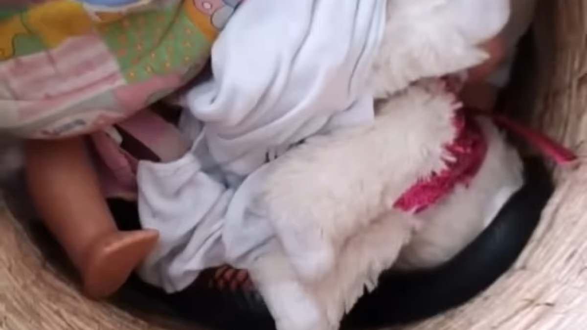 В Австралии мама нашла змею, спрятанную в коробке с игрушками дочери В Австралии мама нашла змею, спрятанную в коробке с игрушками дочери