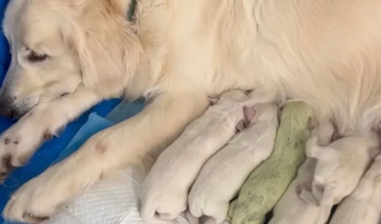 Одне з цуценят має зелений відтінок шерсті Одне з цуценят має зелений відтінок шерсті