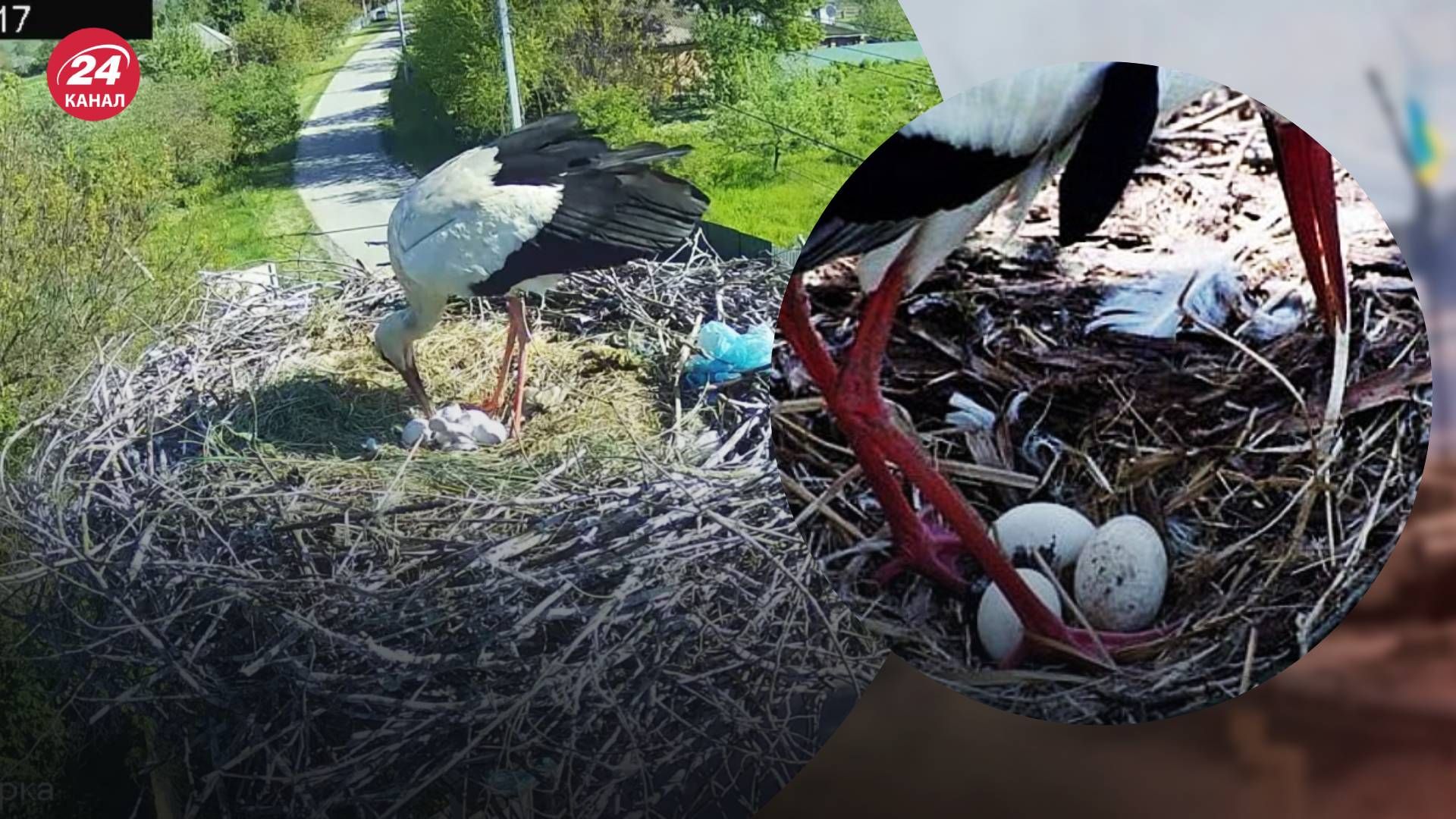 У Одарки и Грицько вылупился птенец У Одарки и Грицько вылупился птенец