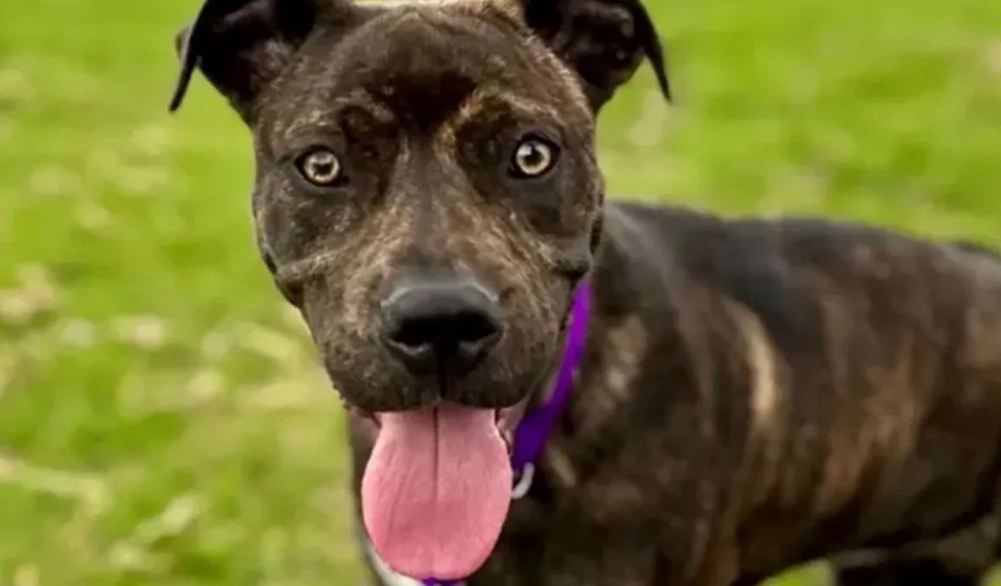 Як живе собака із 5 лапами та 9 пальцями Як живе собака із 5 лапами та 9 пальцями