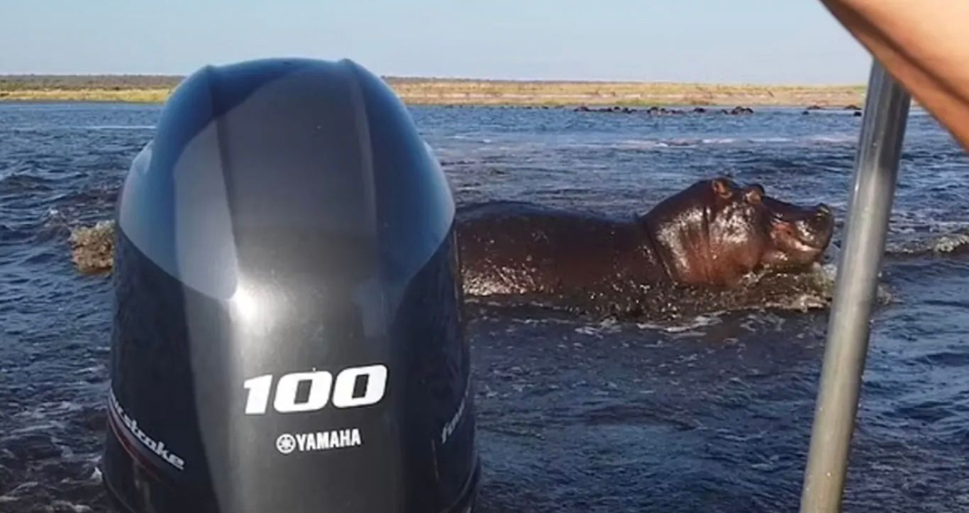 Група туристів натрапила на стадо бегемотів Група туристів натрапила на стадо бегемотів