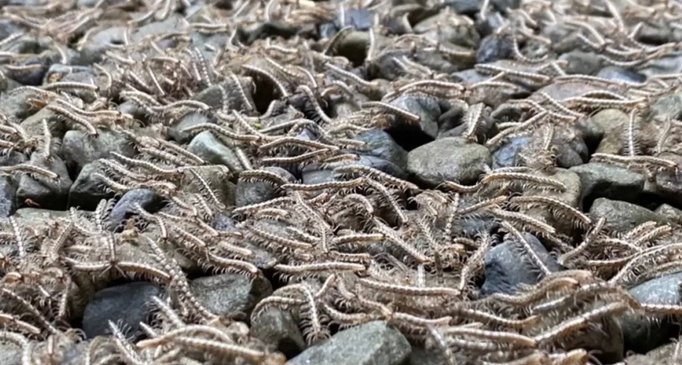 Туристы стали свидетелями необычного явления - живой реки Туристы стали свидетелями необычного явления - живой реки