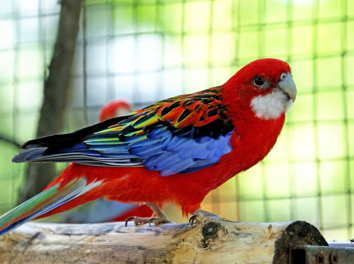 В КиевЗоо обустроили новый авиарай для 20 спасенных попугаев В КиевЗоо обустроили новый авиарай для 20 спасенных попугаев