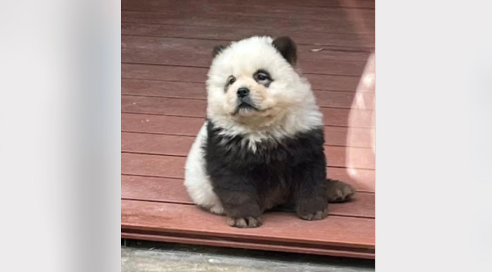 В зоопарке вместо панд показывали окрашенных чау-чау вместо панд