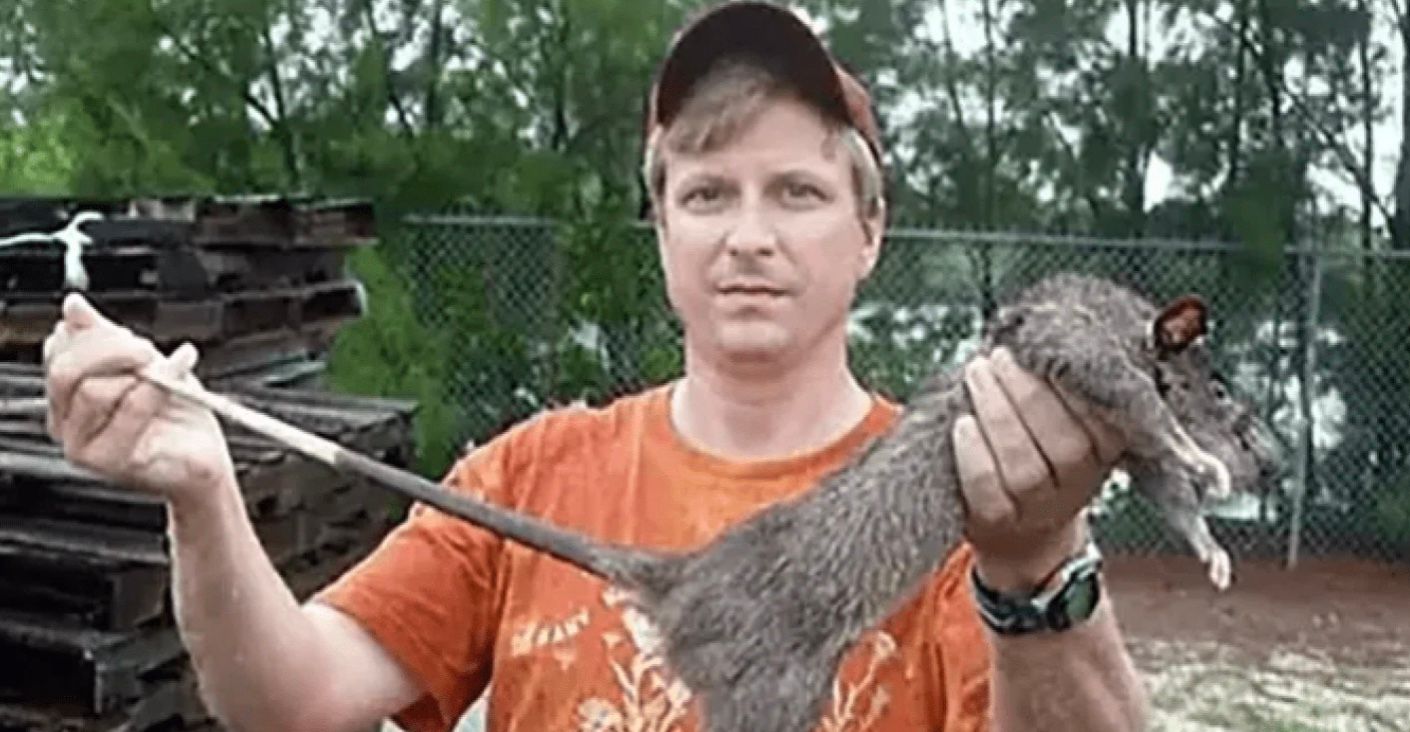 Знайдено колонію "найбільших у світі щурів" Знайдено колонію "найбільших у світі щурів"