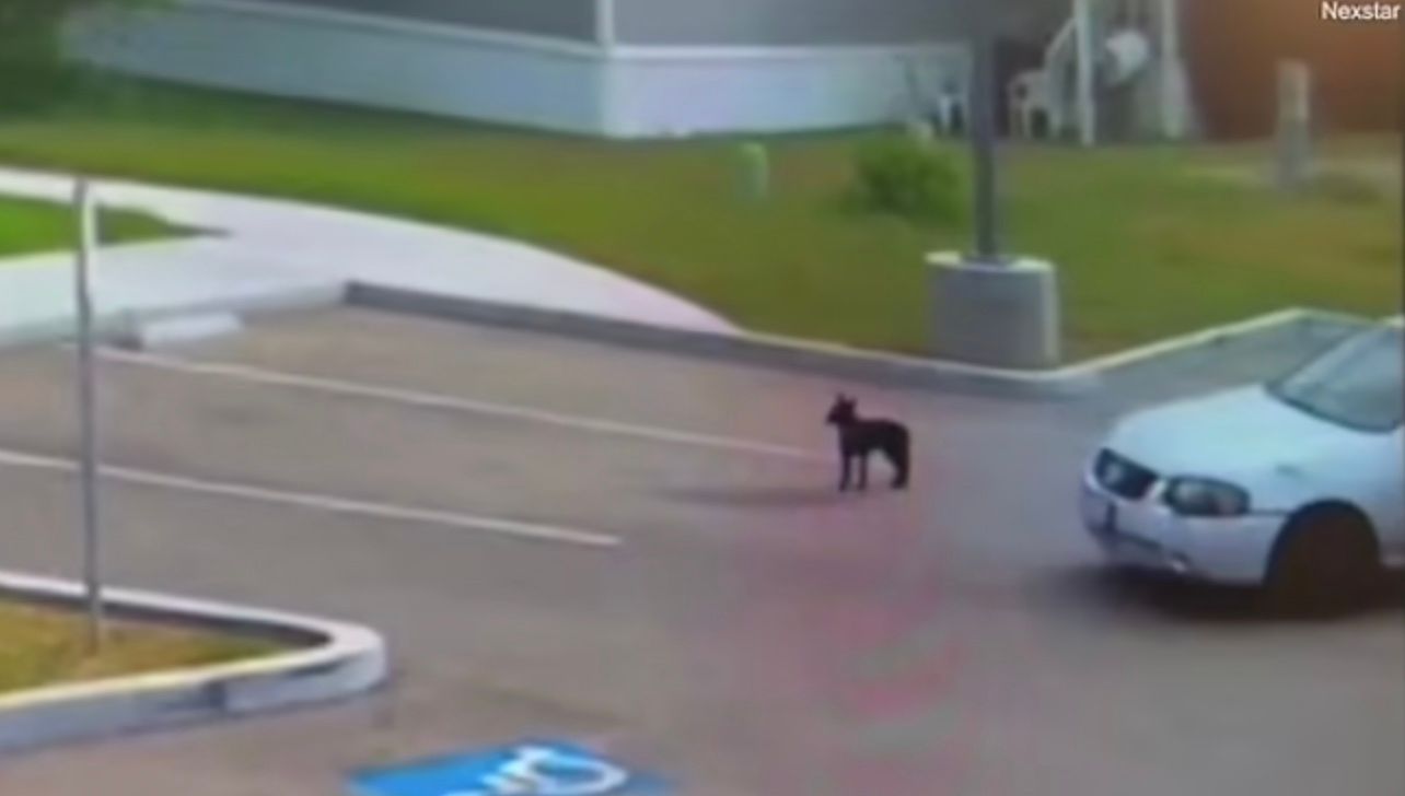 Вівчарку залишили на стоянці Вівчарку залишили на стоянці