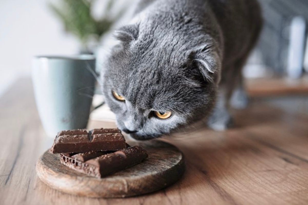 Можно ли котам шоколад