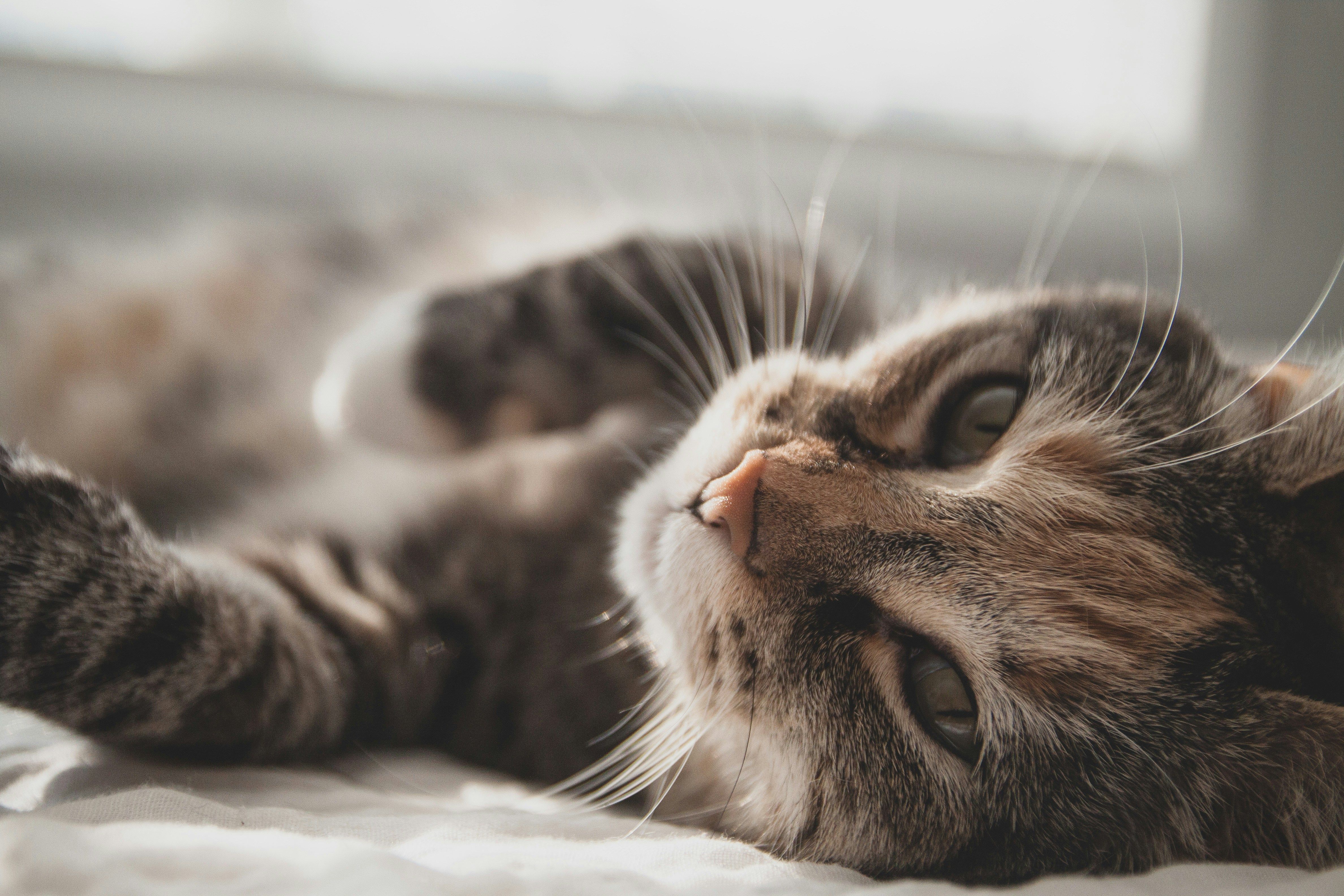 Вчені назвали вік, у якому помре ваша кішка 