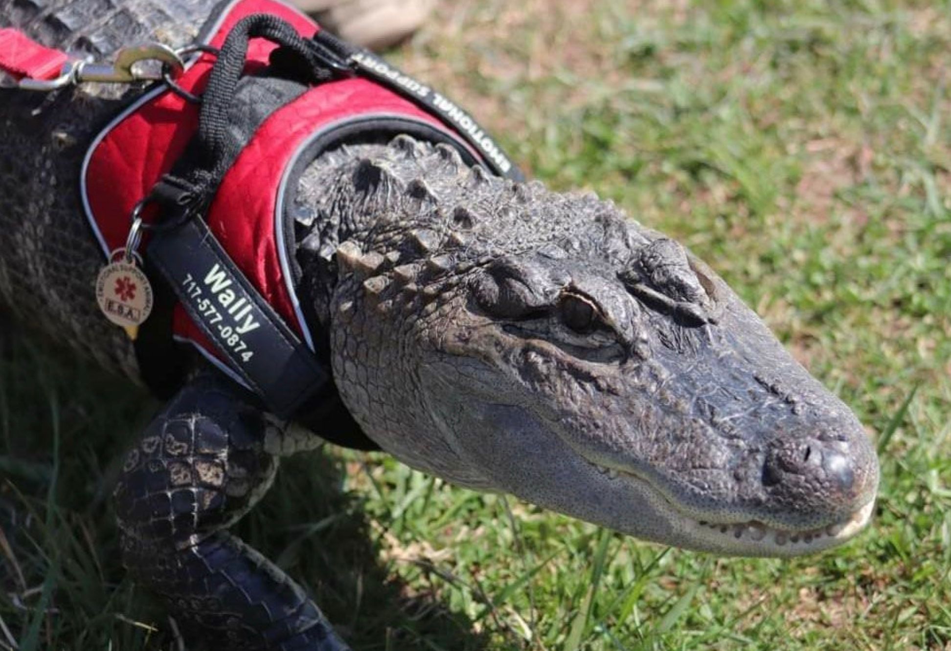 Разыскивается Воллигатор Разыскивается Воллигатор