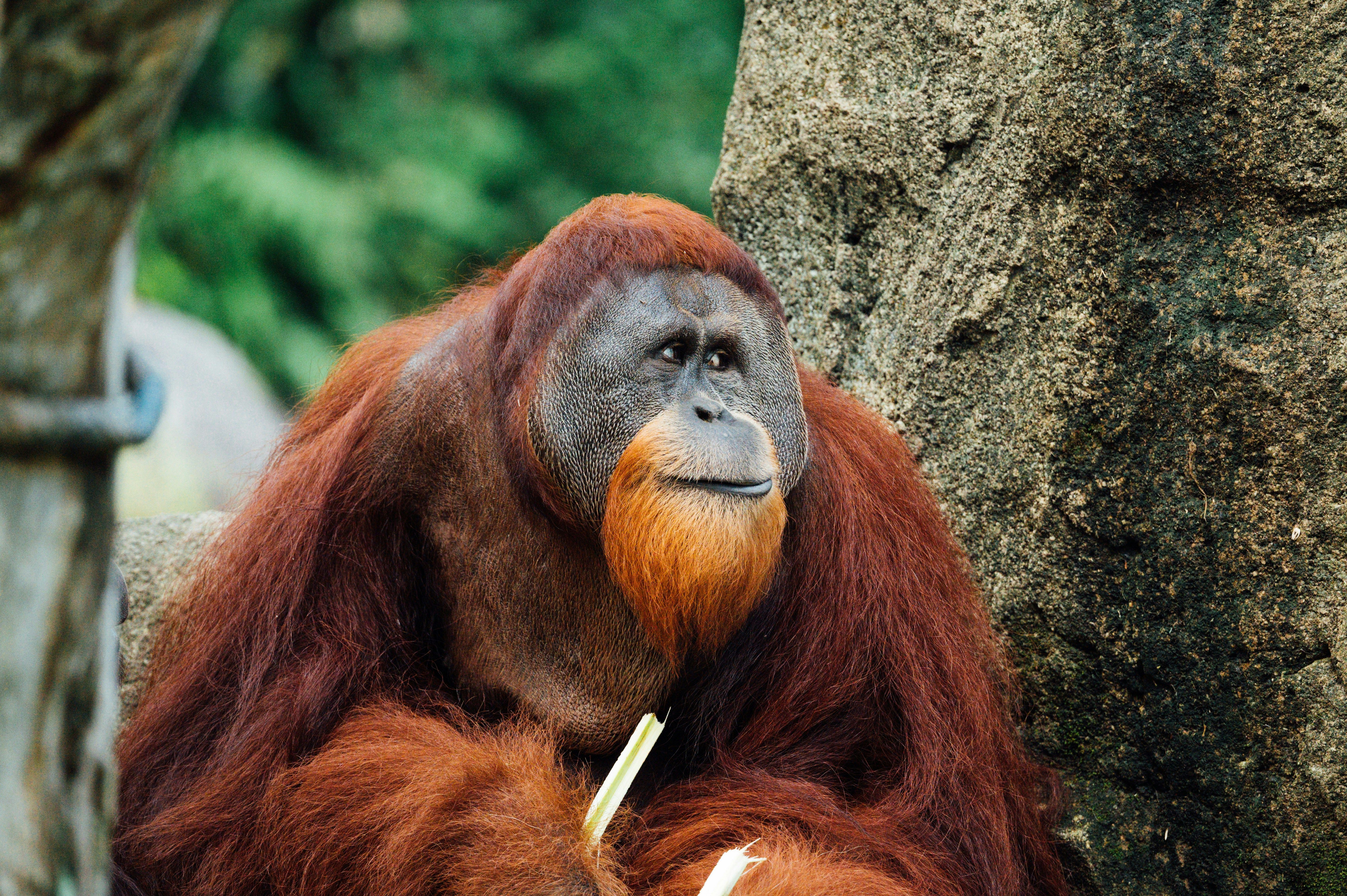 Малайзія планує використати орангутангів для дипломатії
