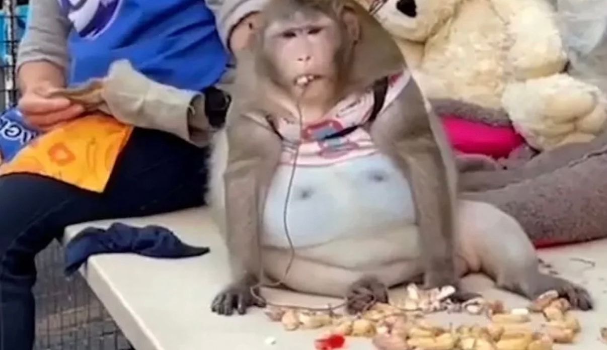 Умерла самая толстая в мире обезьяна