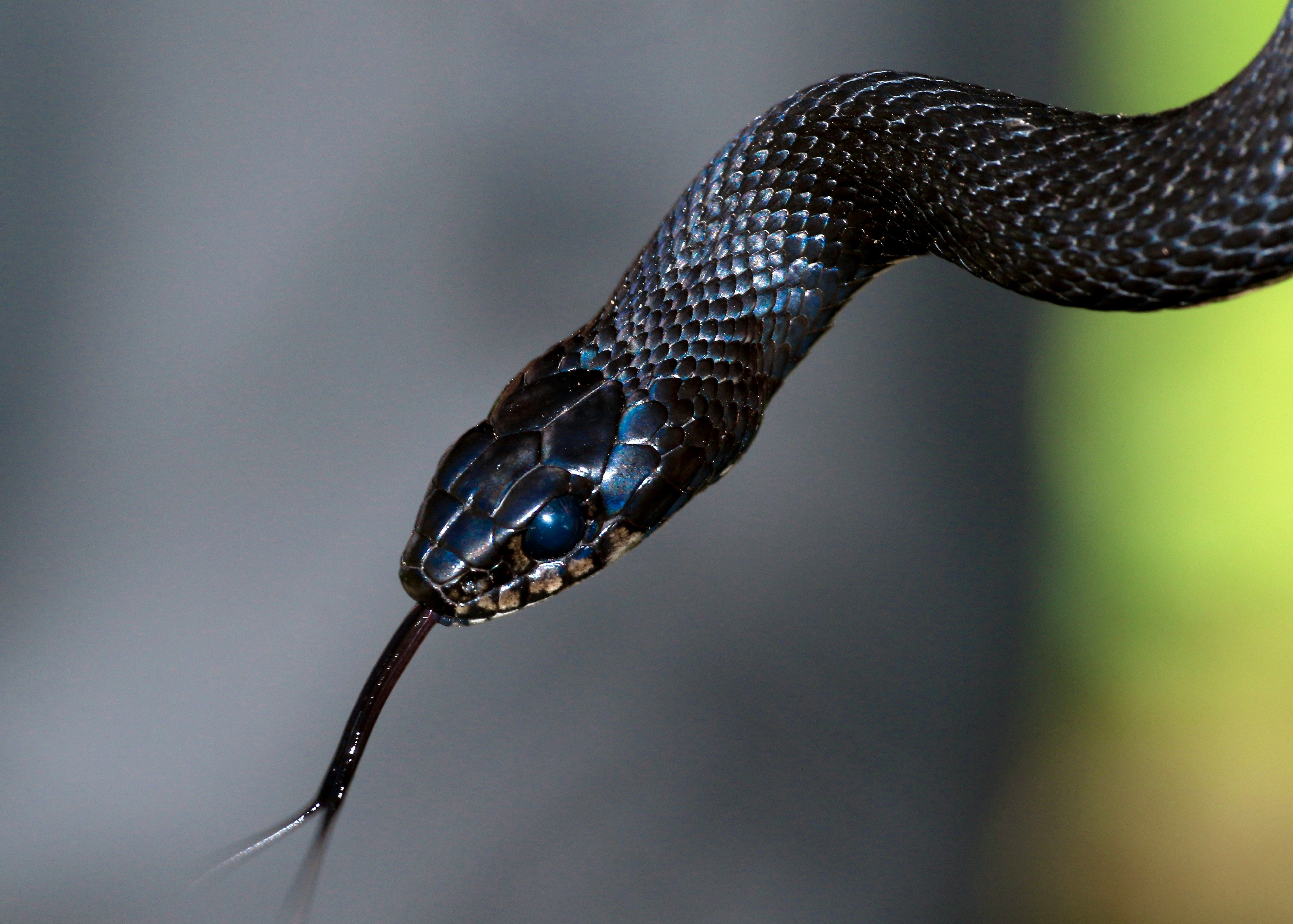 Змії навчилися реалістично інсценувати власну смерть