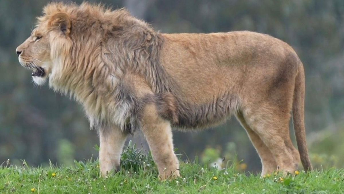 Левів, врятованих з Донеччини, прихистили в Британії Левів, врятованих з Донеччини, прихистили в Британії