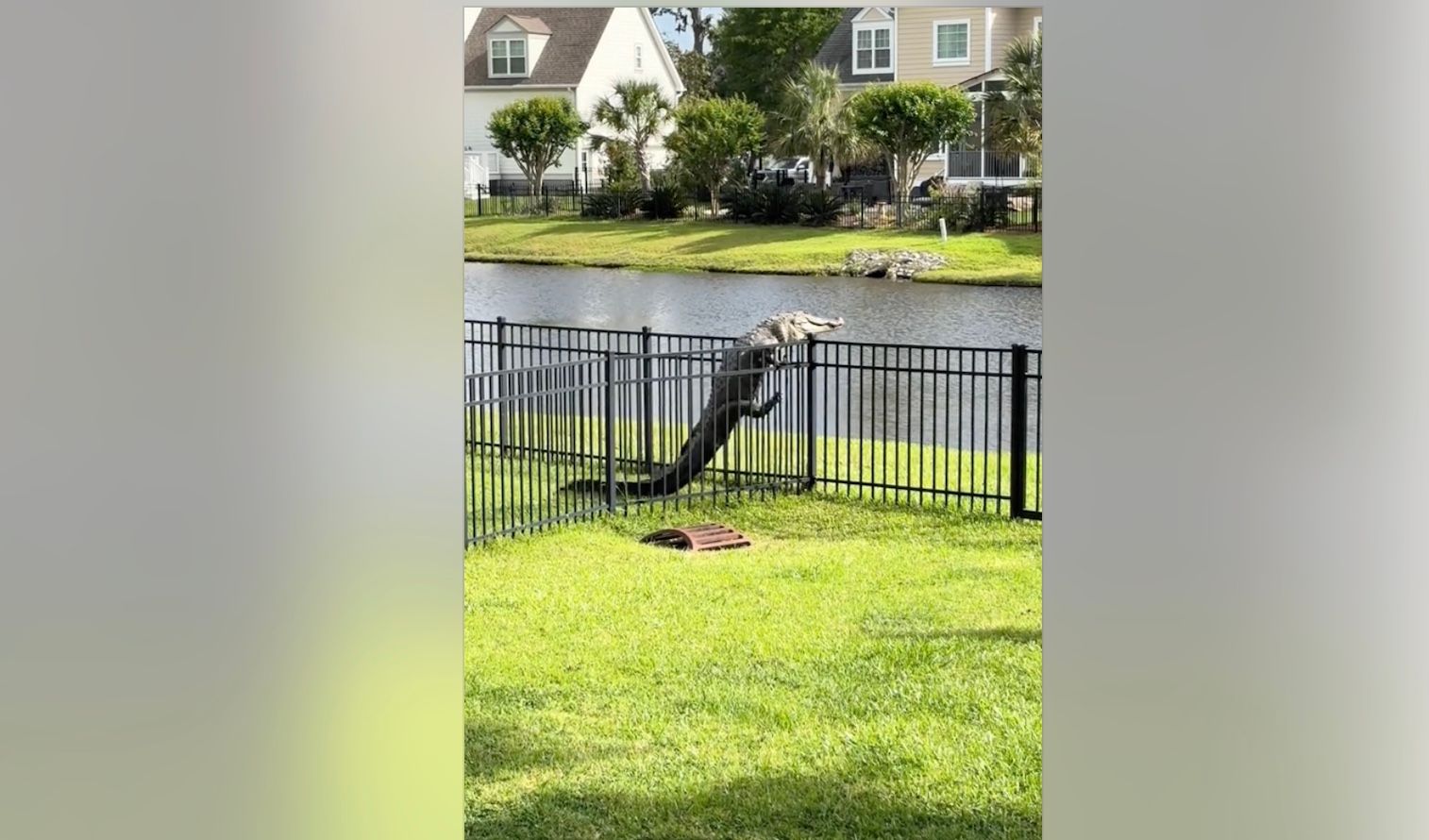 Алігатор перелазить через паркан Алігатор перелазить через паркан