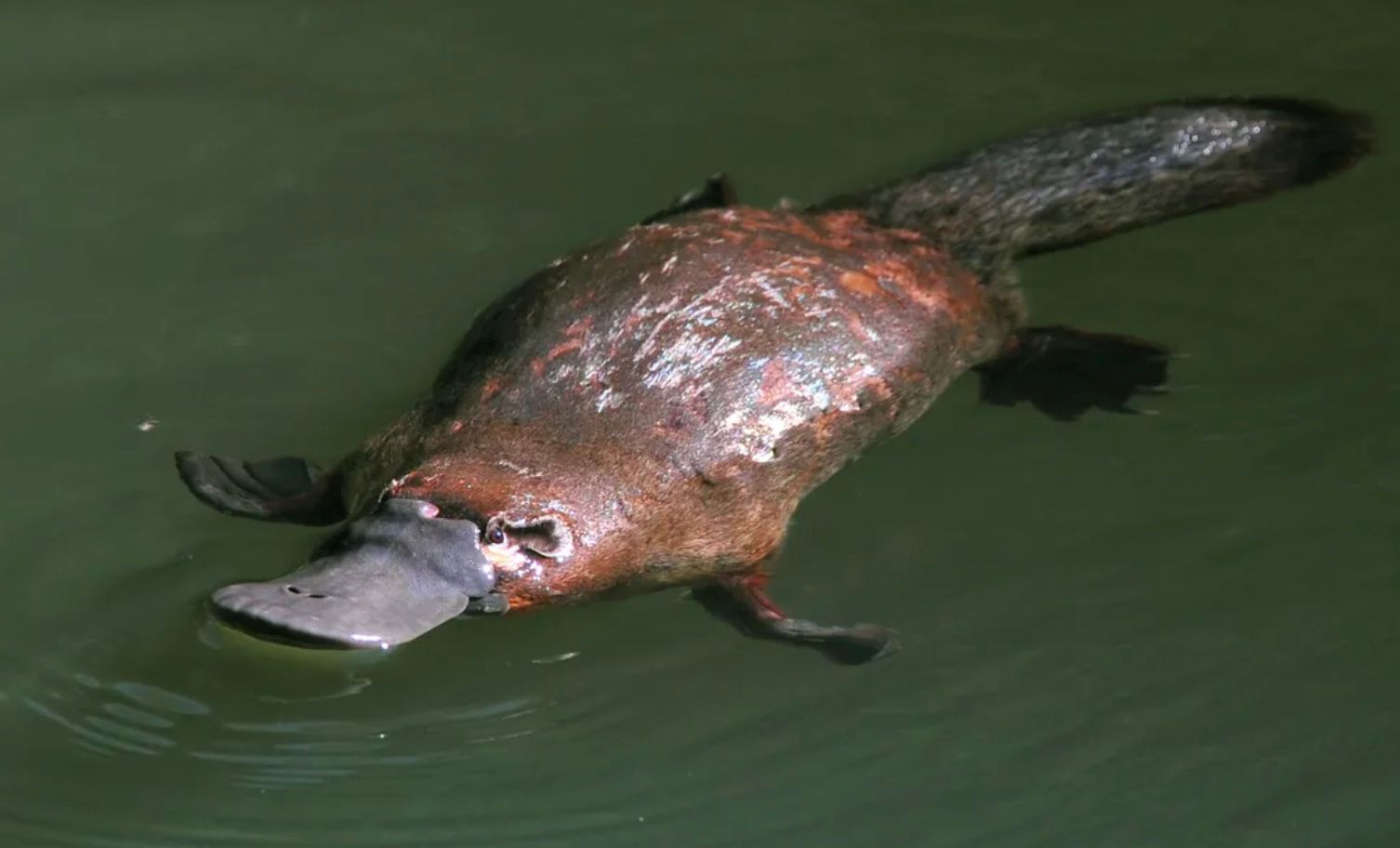Качкодзьоби назавжди втратили шлунки Качкодзьоби назавжди втратили шлунки