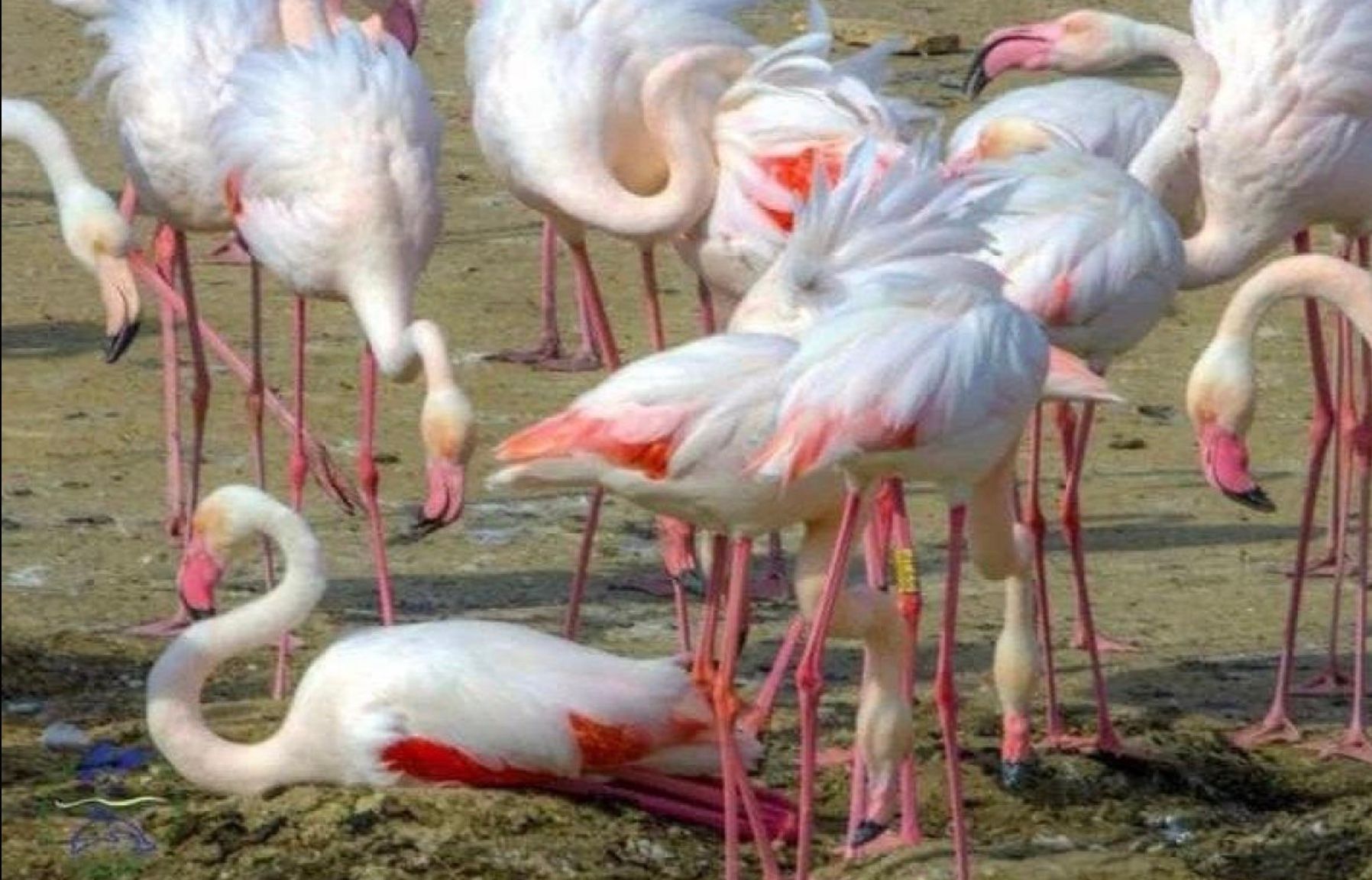 В Одесской области "бродят" редкие фениксы В Одесской области "бродят" редкие фениксы