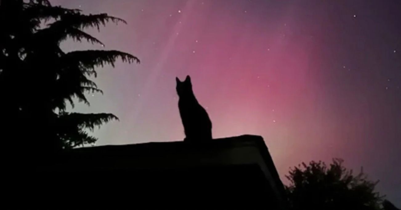 Реакція кішки на північне сяйво здивувала користувачів мережі