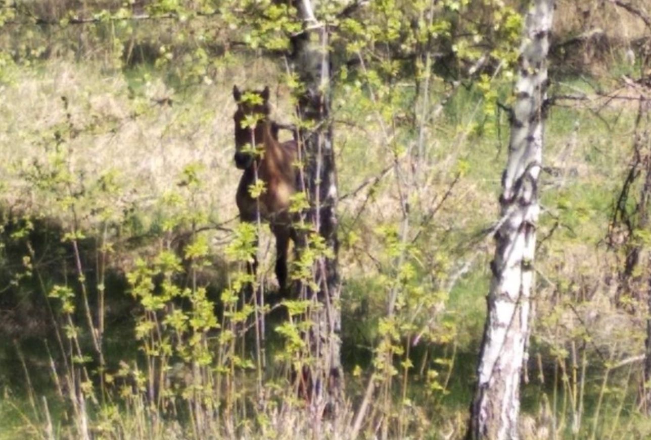 У Чорнобилі на російській міні підірвався червонокнижний звір 