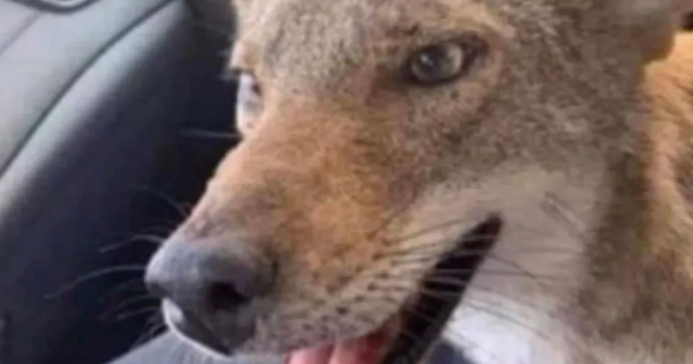 Женщина спасла "злую собаку" с дороги, которая оказалась койотом
