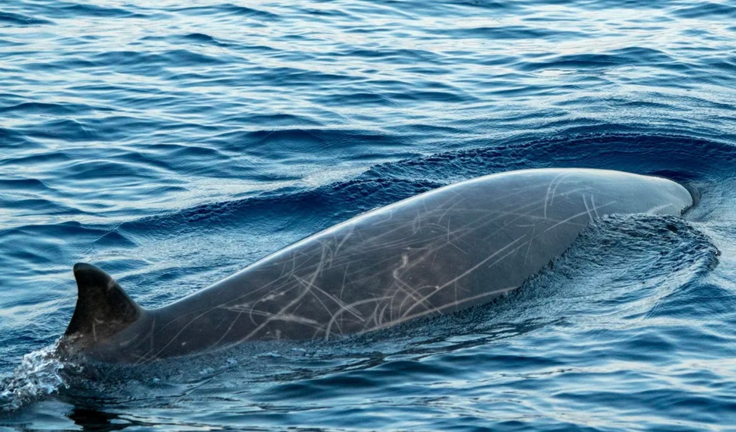 Яка істота на Землі здатна затримати дихання майже на 4 години Яка істота на Землі здатна затримати дихання майже на 4 години