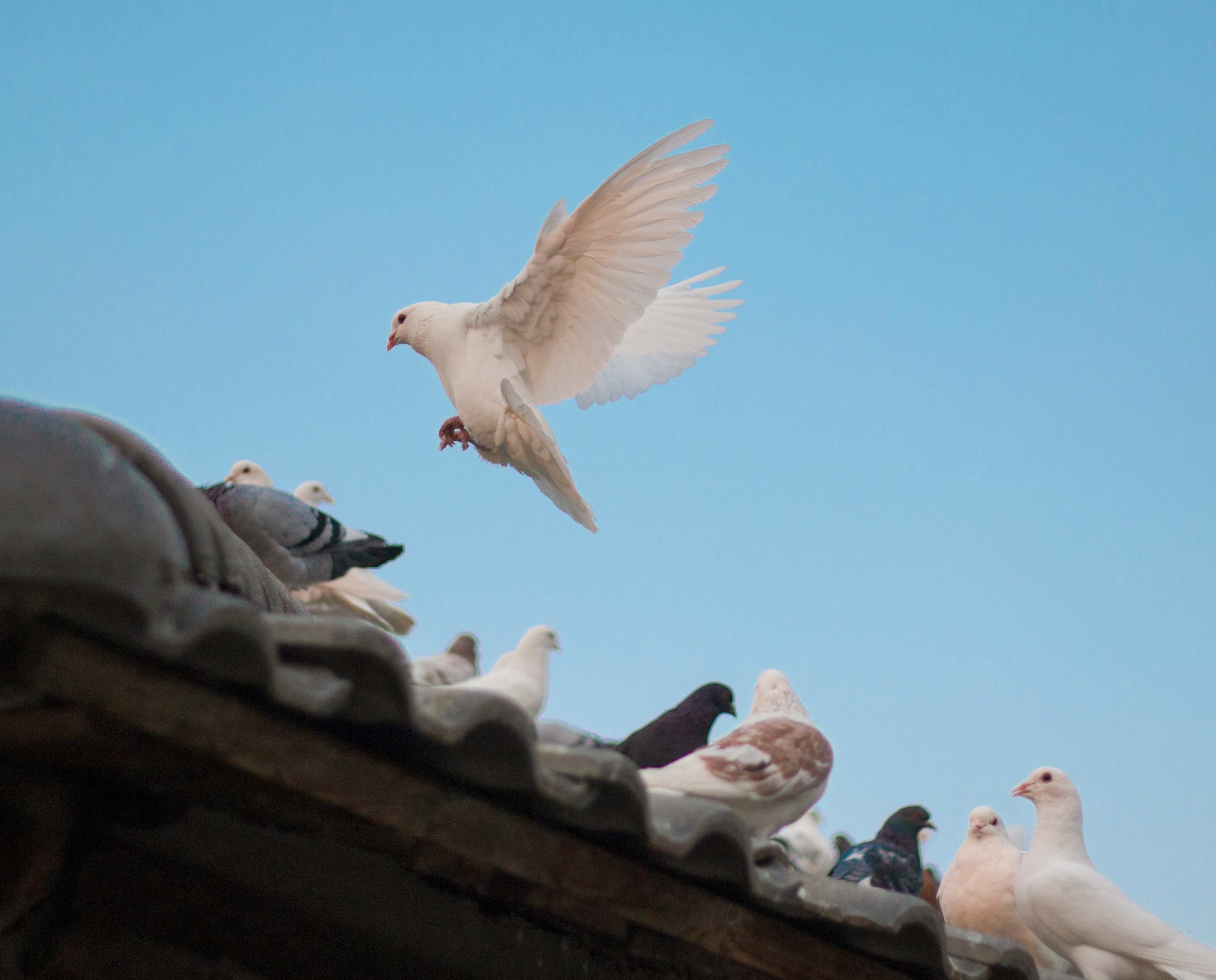 Во Львове остановилось движение транспорта, чтобы пропустить голубя