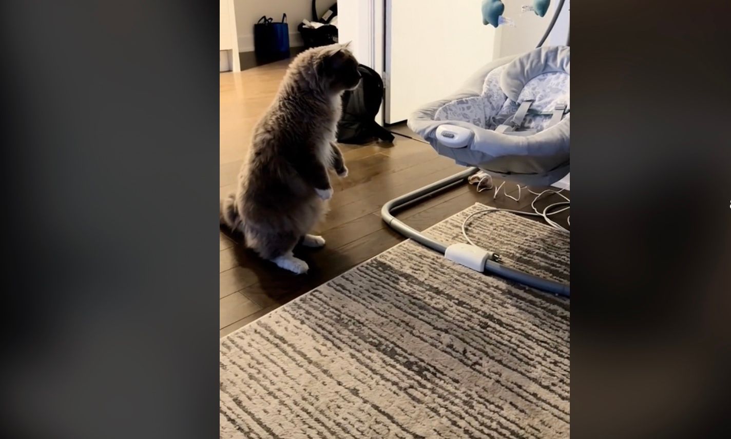 Родители показали реакцию кошки на малыша Родители показали реакцию кошки на малыша