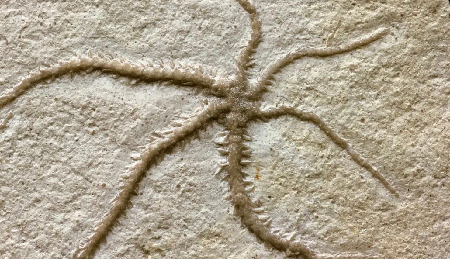 Редкое существо возрастом 150 миллионов лет умерло на полпути регенерации Редкое существо возрастом 150 миллионов лет умерло на полпути регенерации